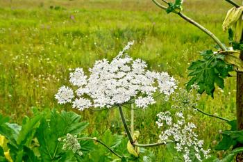 Blooming of white flowers the umbrella Heracleum Sosnowski on the background of grass

