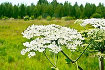 Blooming of white flowers the umbrella Heracleum Sosnowski in field on the background of grass