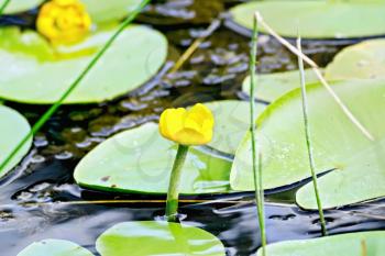 Yellow water lily in water against a background of green leaves and dark water
