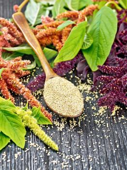 Amaranth groats in a spoon, red, burgundy and green inflorescences with leaves on the background of a dark wooden board
