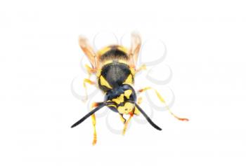 Royalty Free Photo of a Bee