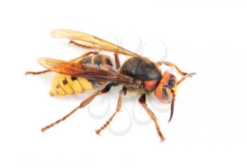 Royalty Free Photo of a Wasp