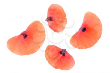 Royalty Free Photo of Poppy Petals Separated