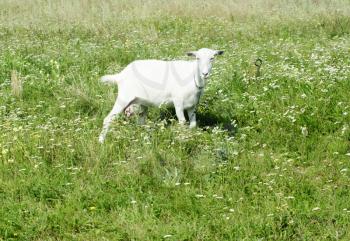 Royalty Free Photo of a Goat in a Meadow