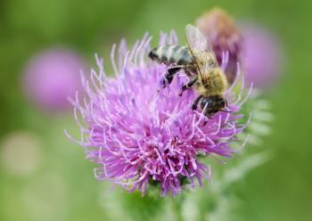 Royalty Free Photo of a Clover and Bee