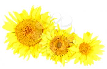 Royalty Free Photo of Three Sunflower Heads