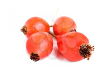 Royalty Free Photo of Rose Hips
