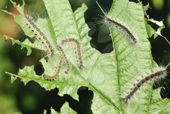Royalty Free Photo of Caterpillars on a Leaf