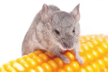 Royalty Free Photo of a Mouse With Corn