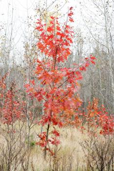 Royalty Free Photo of a Tree With Red Leaves