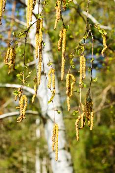 Royalty Free Photo of Dried Flowers Hanging From a Tree