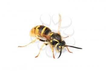 Royalty Free Photo of a Yellow Jacket