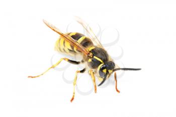 Royalty Free Photo of a Yellow Jacket