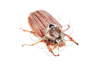 Royalty Free Photo of a Bug