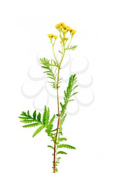 Tansy (Tanacetum vulgare) isolated on white background 


