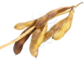 Soy Beans isolated on white background 


