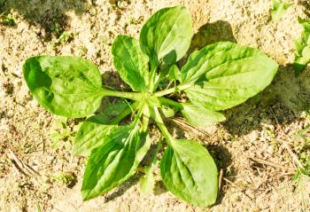 herbal medicine: (Plantago lanceolata )  in the soil