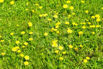 green grass and dandelion  as  fine nature  bacground
