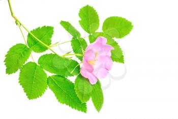 Single branch of dog-rose with green leaf and pink flower. Isolated on white background.