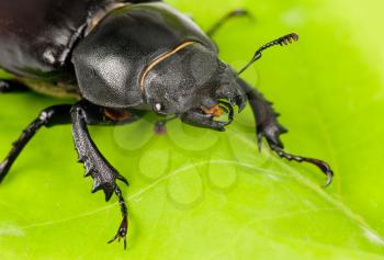 Female Lucanus cervus (stag beetle) i on the green  leaf