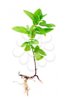 Fresh peppermint  with root isolated on a white background