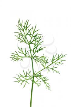 Fresh green dill twigs, isolated on white macro 

