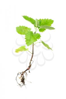 Fresh green melissa with root isolated on white 