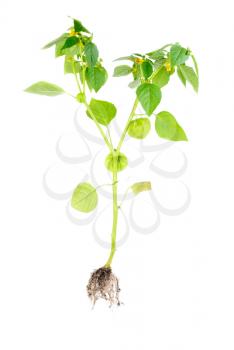 Physalis with flower,bud,lantern and root isolated on white background 