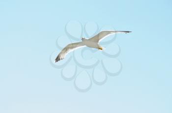 European Herring Gull (Larus argentatus)  in  blue  sky




