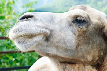shot of the camel's head  close up 
