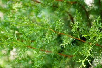 Branch of a thuja close up 



