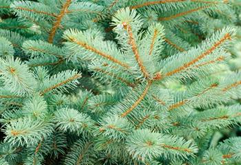 Blue Spruce Tree Branches  as background



