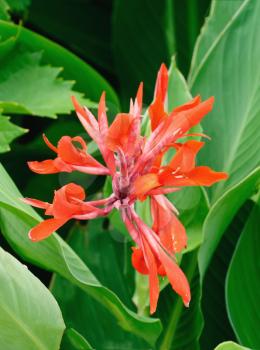 Brightly colored scarlet canna lily flowers  by  foliage background