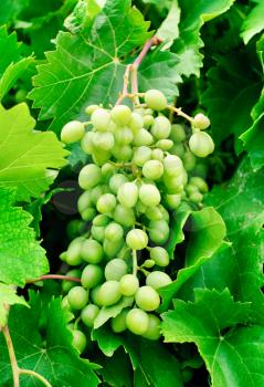 grapes  on green leaves  background 