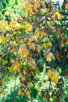 Dry leaves and green apples on a branch. The concept of drought