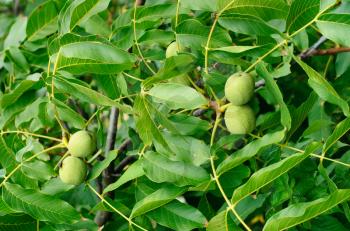 Greek nuts still have not ripened on the tree 

