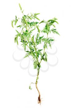 Ragweed plant with root isolated on white background, common allergen 



