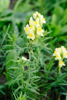 Flowering Common Toadflax, Yellow Toadflax  (Linaria vulgaris)