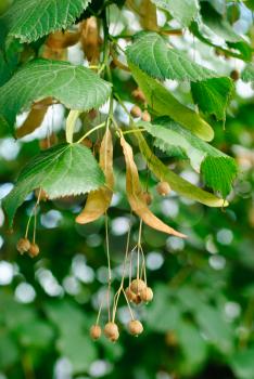 linden tree seeds closeup on  green leaves background