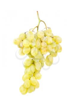 White grapes gsolated on white background 
