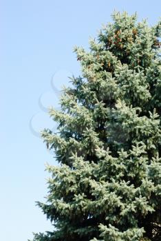 Blue spruce on the blue  sky background