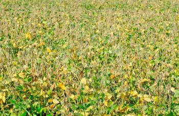 field soybeans