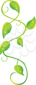 Royalty Free Clipart Image of Ivy