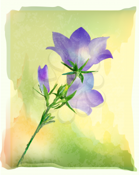 Royalty Free Clipart Image of Bluebell Flowers