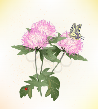 Royalty Free Clipart Image of Pink Asters