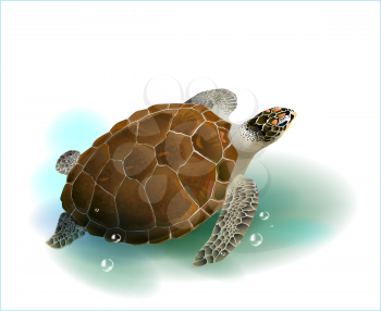 Royalty Free Clipart Image of a Turtle Swimming