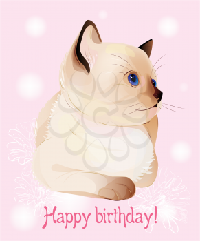 Happy birthday greeting card  with  blue-eyed  little Siamese  kitten on the pink background.  Watercolor style.