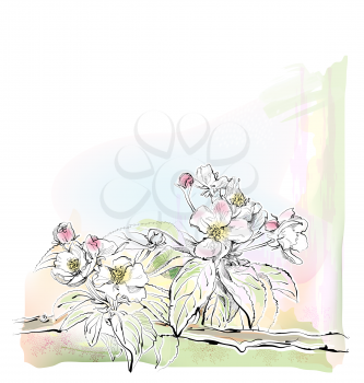 sketch of apple tree in bloom