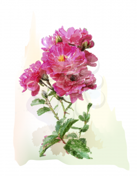 watercolor illustration of the pink roses