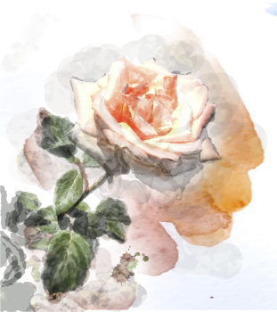 watercolor image of a rose
